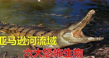 食人鱼搭配攻略（揭秘食人鱼的独特技能与最佳搭配，成为游戏高手！）