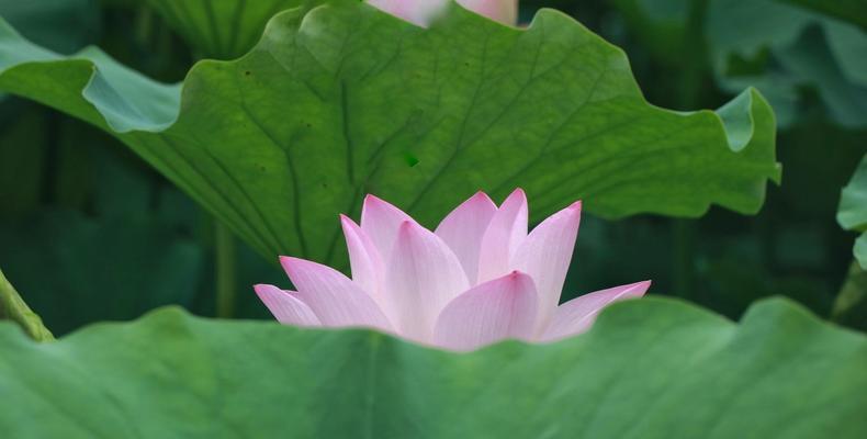 爱莲说23关攻略（发现秘密花园，解锁隐藏谜题，成为游戏达人）