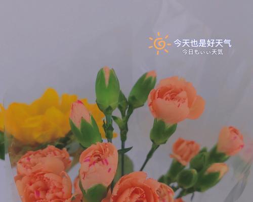 《以苍白之花康乃馨游戏攻略大全》（揭秘康乃馨游戏的隐藏玩法，让你成为顶尖玩家！）